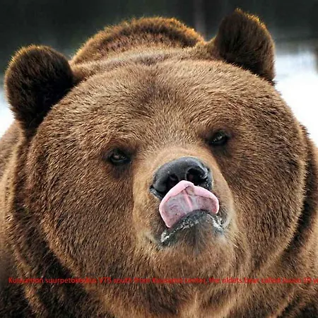 Porkka